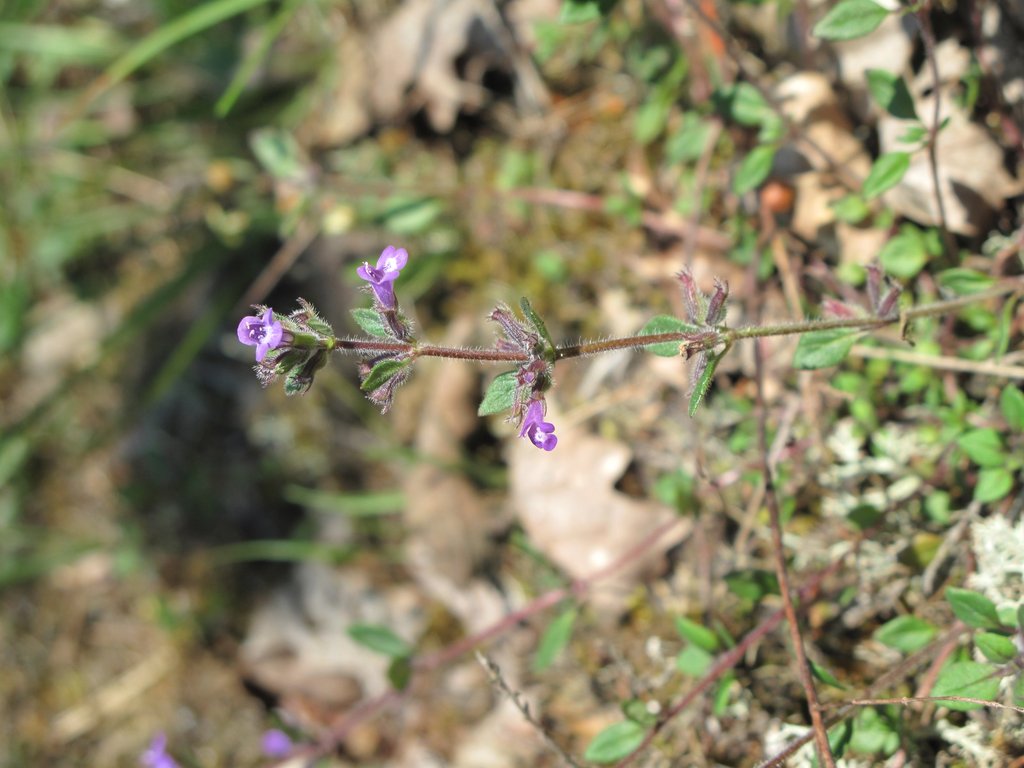 Acinos arvensis